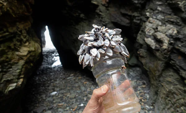 Husí trny, které dobře používají plast — Stock fotografie