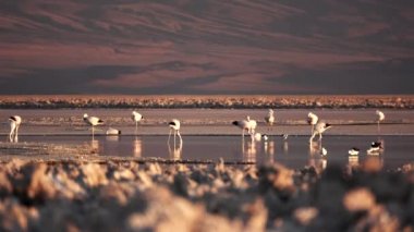 Metin alanı olan flamingolu tuzlu göl