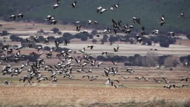 Πολλοί γερανοί πετούν σε εξαιρετικά αργή κίνηση — Αρχείο Βίντεο