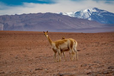 Atacama yüksek platosunda arka planda karla kaplı volkanlar bulunan üç Vicugna vicugnas.