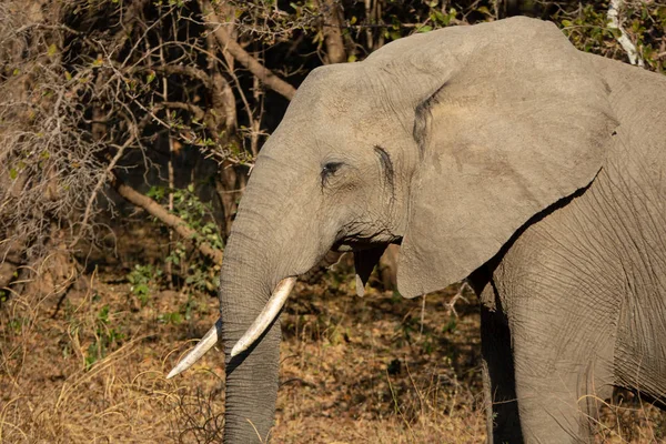Vista de perfil de la cabeza de elefante con colmillo — Foto de Stock