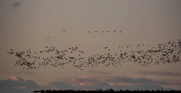 Большая группа журавлей пролетает над горизонтом — стоковое фото