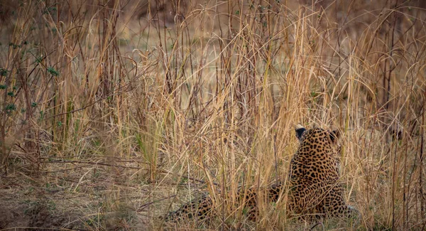 Leopardo selvagem escondido no mato à procura de presas — Fotografia de Stock