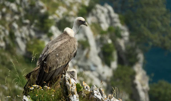 Avvoltoio isolato sopra la roccia guardando a destra — Foto Stock