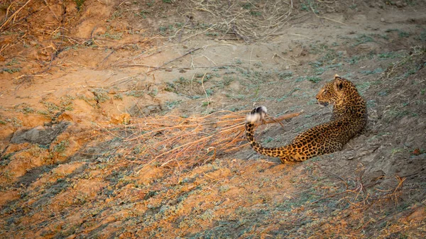 Vista trasera del leopardo salvaje acostado con cola hacia arriba — Foto de Stock