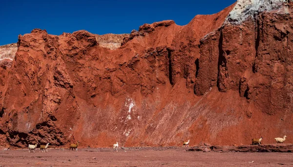 Veel lama 's wandelen onder felrode berg — Stockfoto