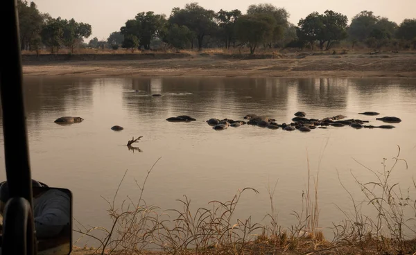 Widok grupy hipopotamów z samochodu safari — Zdjęcie stockowe