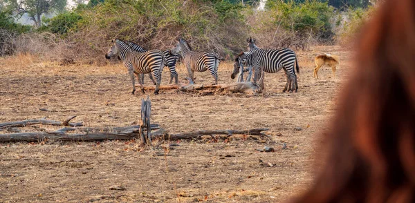 Toerist op zoek naar een groep zebra 's — Stockfoto