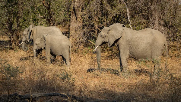 Vista lateral de tres elefantes alimentándose en los pastizales — Foto de Stock