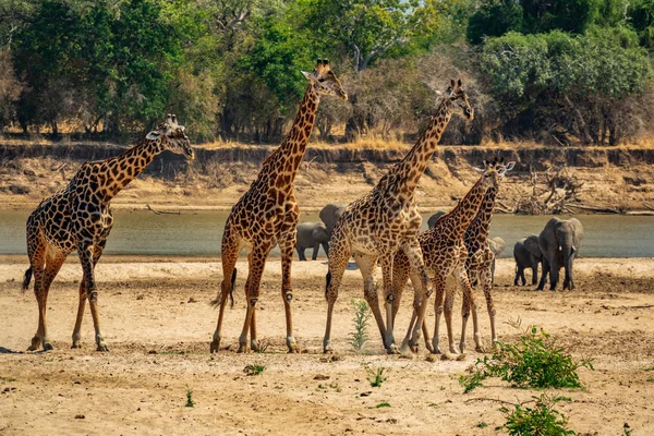Pięć żyraf spacerujących w rzędzie ze słoniami i rzeką — Zdjęcie stockowe