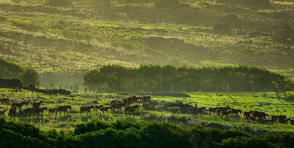 Grande grupo de cavalos nas pastagens ao entardecer — Fotografia de Stock