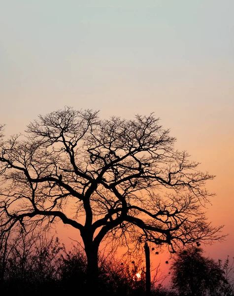 日没時に木と澄んだ空でバックライト — ストック写真