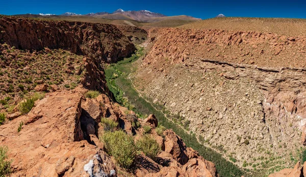 Djup grön kanjon i den torra öknen av atacama — Stockfoto