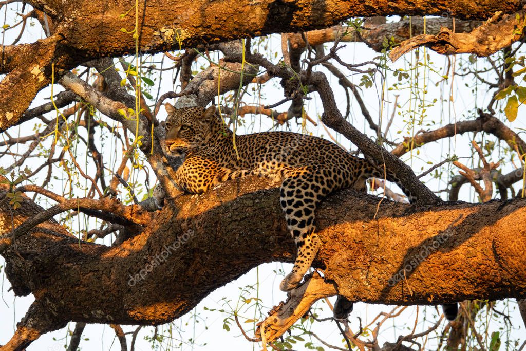 Spectacular leopard sprawled on top of the tree