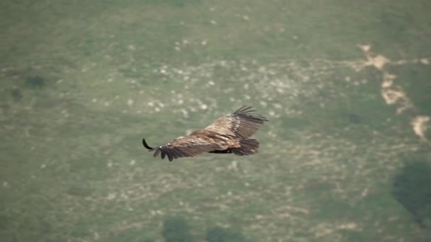 Buitre espectacular deslizándose en cámara súper lenta — Vídeo de stock