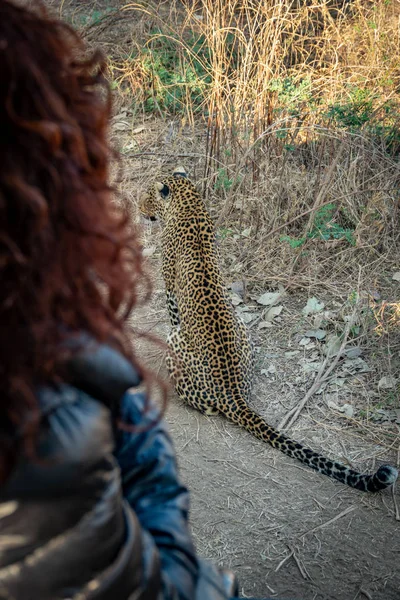 Espectacular vista de primer plano del leopardo desde el coche durante el safari — Foto de Stock