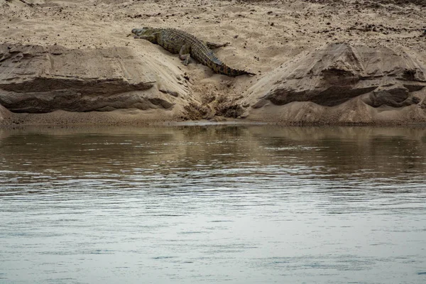 Krokodil tar en tupplur i sanden nära floden — Stockfoto