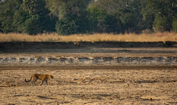 Leopárd nyitott szájjal sétál a homok felett — Stock Fotó