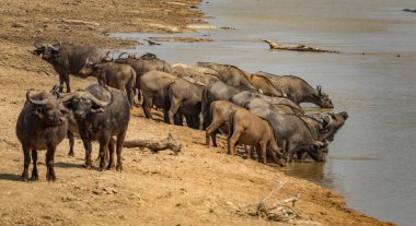 Nehir kıyısında su içen bir grup bufalo.