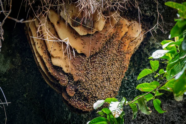 Дикий улей с пчелами, висящими на крыше пещеры — стоковое фото