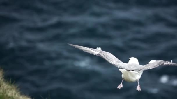 Seagull flying in super slow motion over the ocean — Stock Video