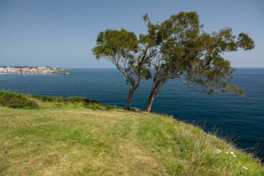 Castro Urdiales şehri ve uçurumun üzerindeki ağaç.