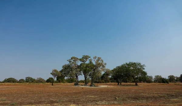 Ooievaars kolonie zone met antilopen en apen in het zuiden Luangwa park — Stockfoto