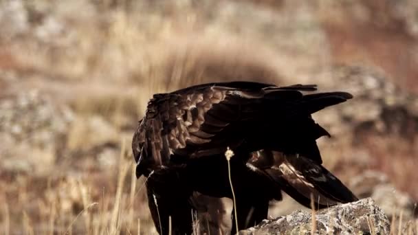 Aquila chrysaetos erkek yerde beslenme — Stok video