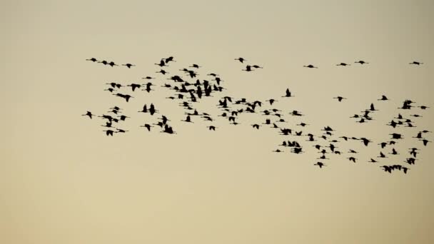 Очень большая группа журавлей летит в сверхзамедленной съемке — стоковое видео