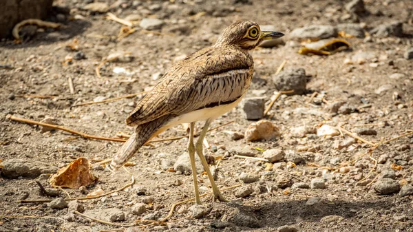 Burhinus oedicnemus на земле с большим глазом — стоковое фото