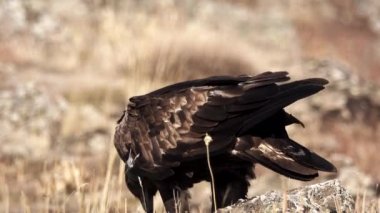 Aquila chrysaetos erkek yerde besleniyor, döngüye hazır dosya