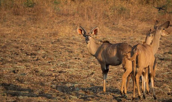 Maschio e femmina Kudu gruppo guardando indietro per la fotocamera — Foto Stock