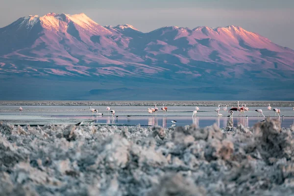 Atacama salar and Chaxa lagoon with many flamingoes feeding — Stock Photo, Image