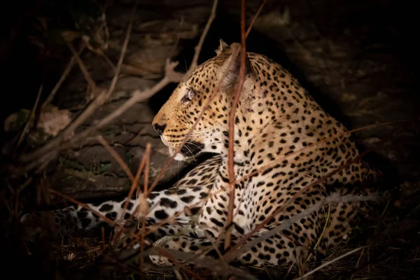 Luipaard rust 's nachts in de bush — Stockfoto