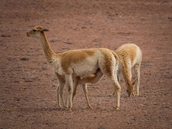 Drei vicugna vicugnas im Atacama-Hochplateau mit Kälberfütterung — Stockfoto