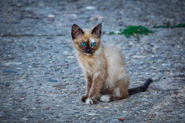Sokakta yapayalnız, koyu yeşil gözlü küçük kedi yavrusu. — Stok fotoğraf