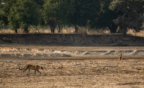 Leopardo caminando sobre la arena de la orilla del río — Foto de Stock