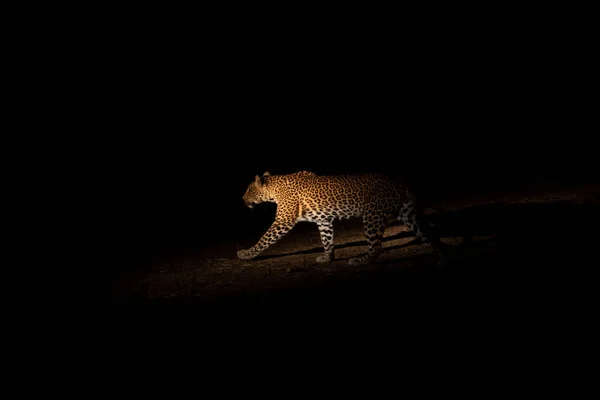 Leopardo selvagem andando à noite iluminado — Fotografia de Stock