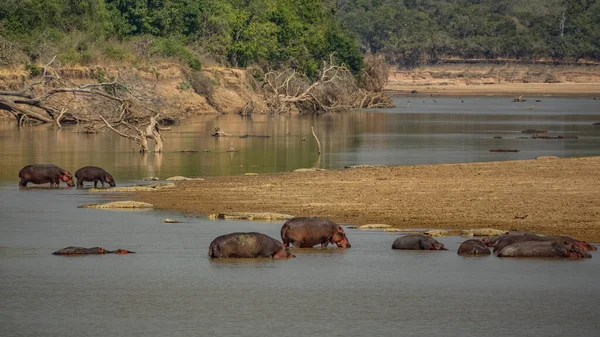 Spettacolare scena di fiume pieno di ippopotami e coccodrilli — Foto Stock