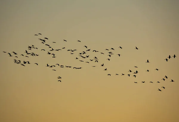 Grues volant contre le ciel doré, vue de profil — Photo