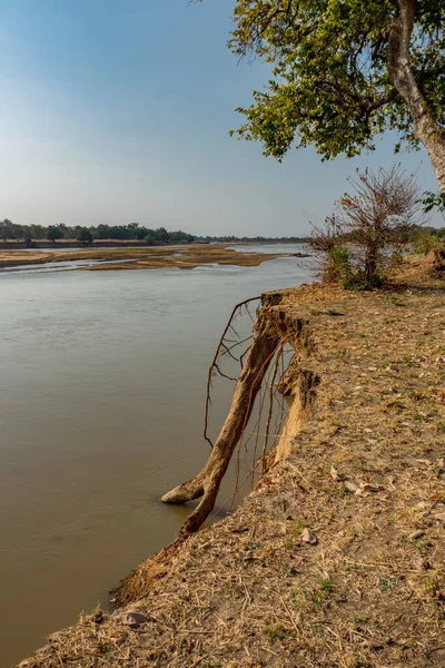Riva del fiume di sabbia con erosione causando alberi cadere a pezzi — Foto Stock