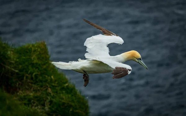 Morus bassanus літає над океаном, відкриті крила — стокове фото