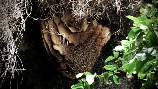 Wilde bijenkorf met bijen die op het dak van de grot hangen — Stockvideo