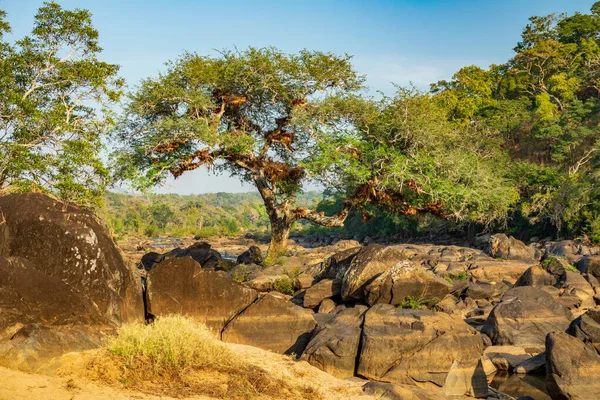 Ribera seca con árboles y rocas — Foto de Stock