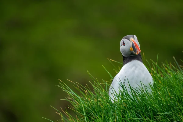 Vooraanzicht van papegaaiduiker in de heuvel kijkend naar de camera — Stockfoto