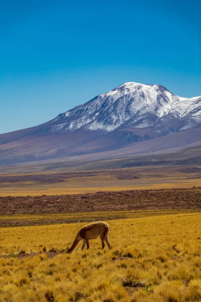 Vicugna vicugna con cime vulcaniche innevate — Foto Stock