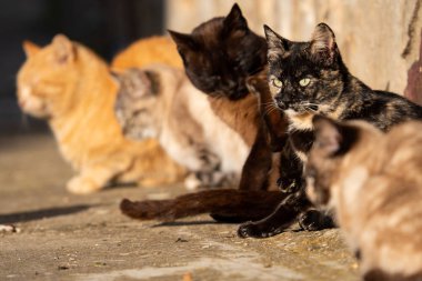 Güneş banyosu yapan kediler ve açık gözlü kediler.