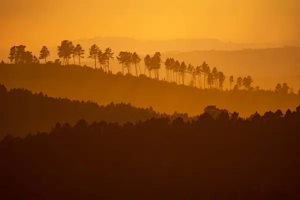 夕日の素晴らしい丘の上に木が並んでいます — ストック写真