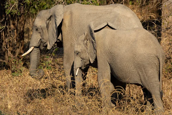 Two old and young elephants feeding in the nature