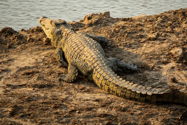 Krokodyl w pobliżu rzeki, widok z tyłu — Zdjęcie stockowe